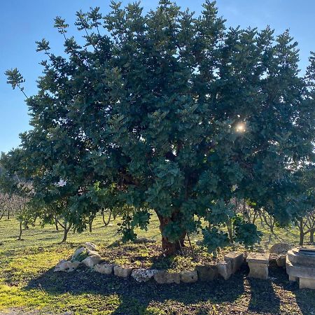 فيلا Trullo Della Selva ألبيروبيللو المظهر الخارجي الصورة